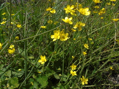 Ranunculus neapolitanus