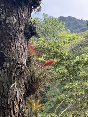Tillandsia lampropoda