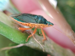 Tynacantha marginata