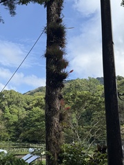Tillandsia lampropoda, photograph (c) ashleyrsteel, some rights reserved (CC BY)