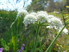 Oenanthe pimpinelloides