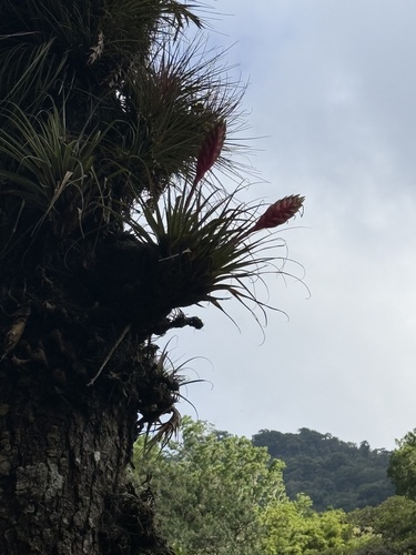 Tillandsia lampropoda, photograph 3