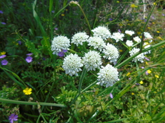 Oenanthe pimpinelloides