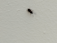 Heteroptera
