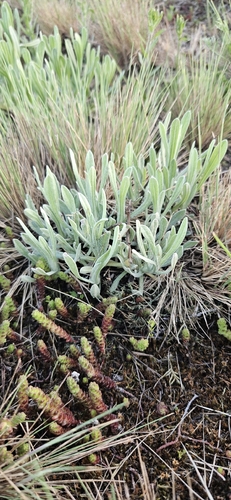 Dwarf Everlasting