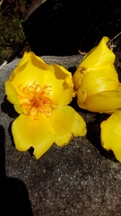 Cochlospermum