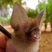 Jones's Roundleaf Bat - Photo (c) Jakob Fahr, some rights reserved (CC BY-NC), uploaded by Jakob Fahr