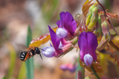Lathyrus digitatus