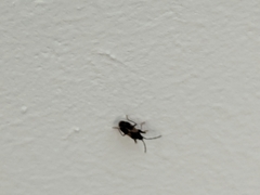 Heteroptera