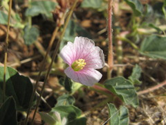 Monsonia senegalensis