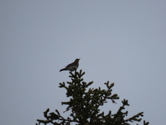 Turdus pilaris