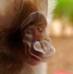 Hipposideros jonesi