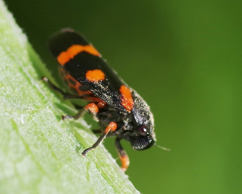 Cercopis intermedia