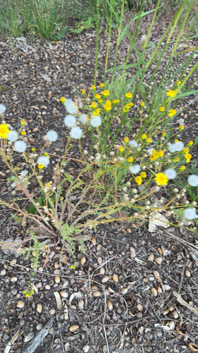 colt's-foot