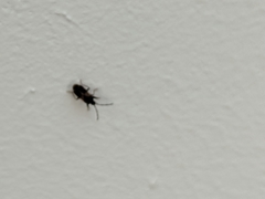 Heteroptera