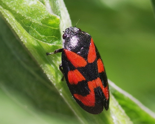 Common Froghopper