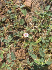 Monsonia senegalensis