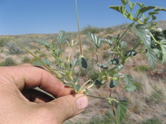 Monsonia senegalensis