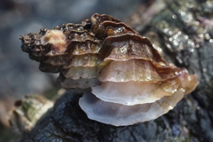 Scabrotrophon stuarti