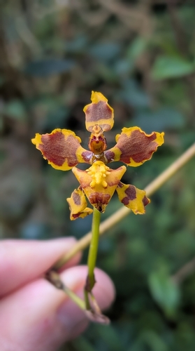 Cyrtochilum cimiciferum