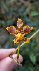 Cyrtochilum cimiciferum