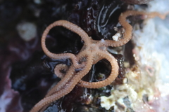 Amphiodia occidentalis