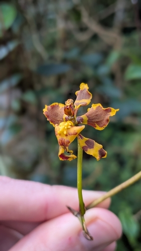 Cyrtochilum cimiciferum, photograph 2