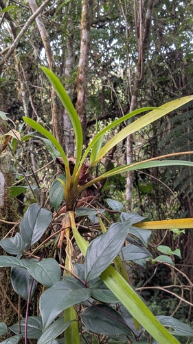 Cyrtochilum cimiciferum, photograph 3