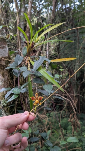 Cyrtochilum cimiciferum, photograph 4