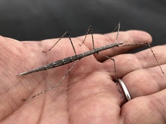 Parabacillus hesperus