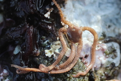 Amphiodia occidentalis