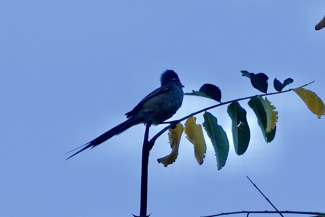 Plain-mantled Tit-Spinetail (Leptasthenura aegithaloides), photo 9