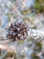 Tuckermanopsis sepincola