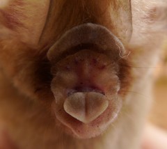 Hipposideros jonesi