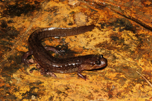 Ouachita Dusky Salamander