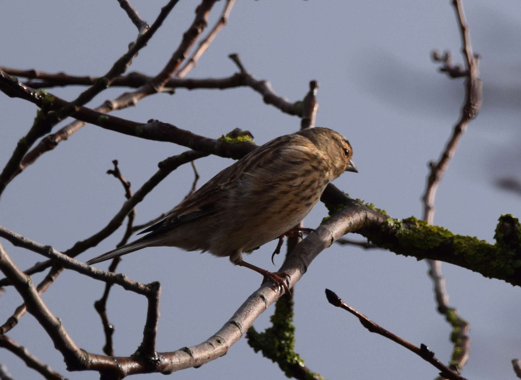 Common Linnet