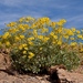 沙漠毒菊 - Photo 由 lonnyholmes 所上傳的 (c) lonnyholmes，保留部份權利CC BY-NC