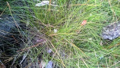 Eleocharis vivipara