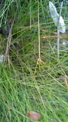 Eleocharis vivipara