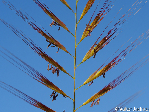 Representative image of Festuca alopecuros