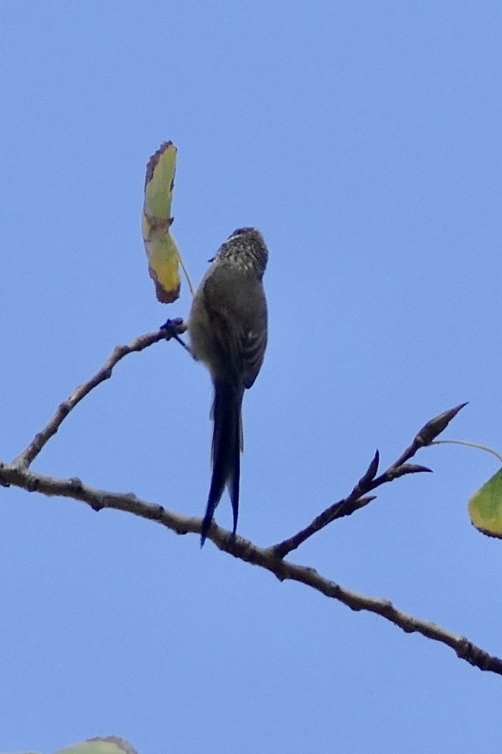 Plain-mantled Tit-Spinetail (Leptasthenura aegithaloides), photo 6