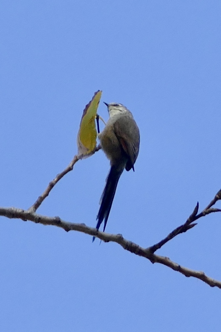 Plain-mantled Tit-Spinetail (Leptasthenura aegithaloides), photo 7