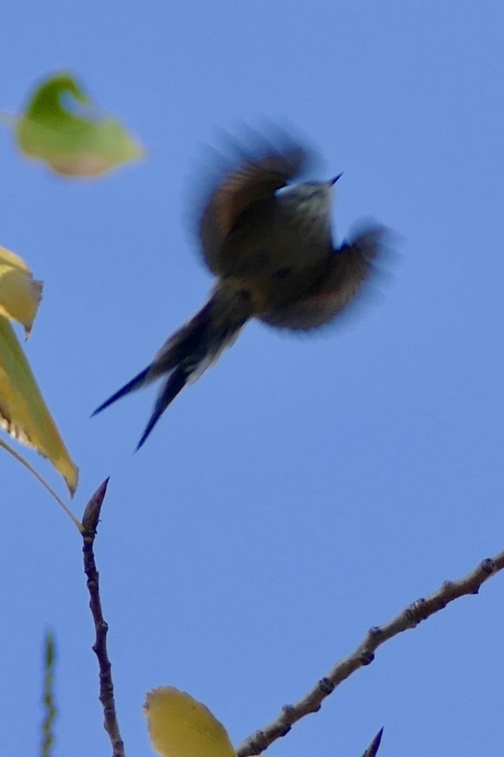 Plain-mantled Tit-Spinetail (Leptasthenura aegithaloides), photo 8