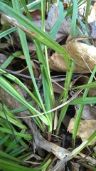 Carex styloflexa