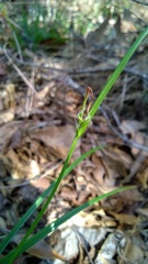 Carex styloflexa