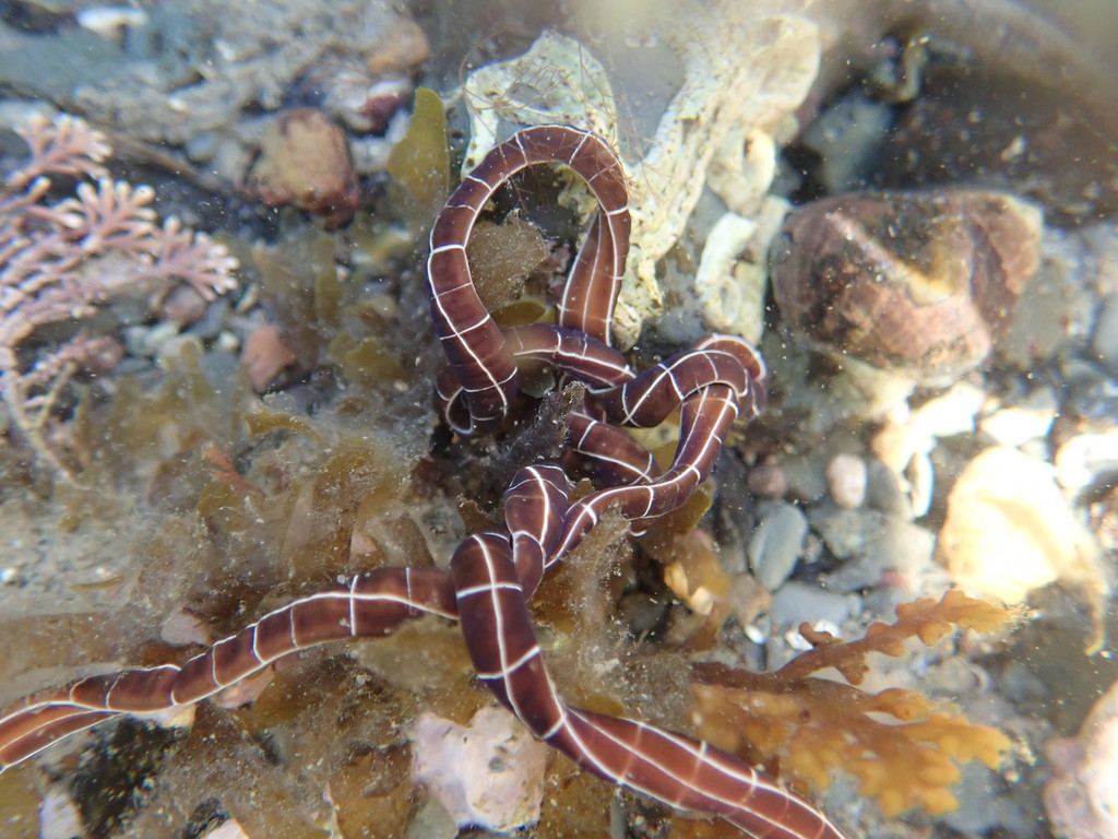 Palaeonemertea