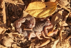 Parabuthus transvaalicus