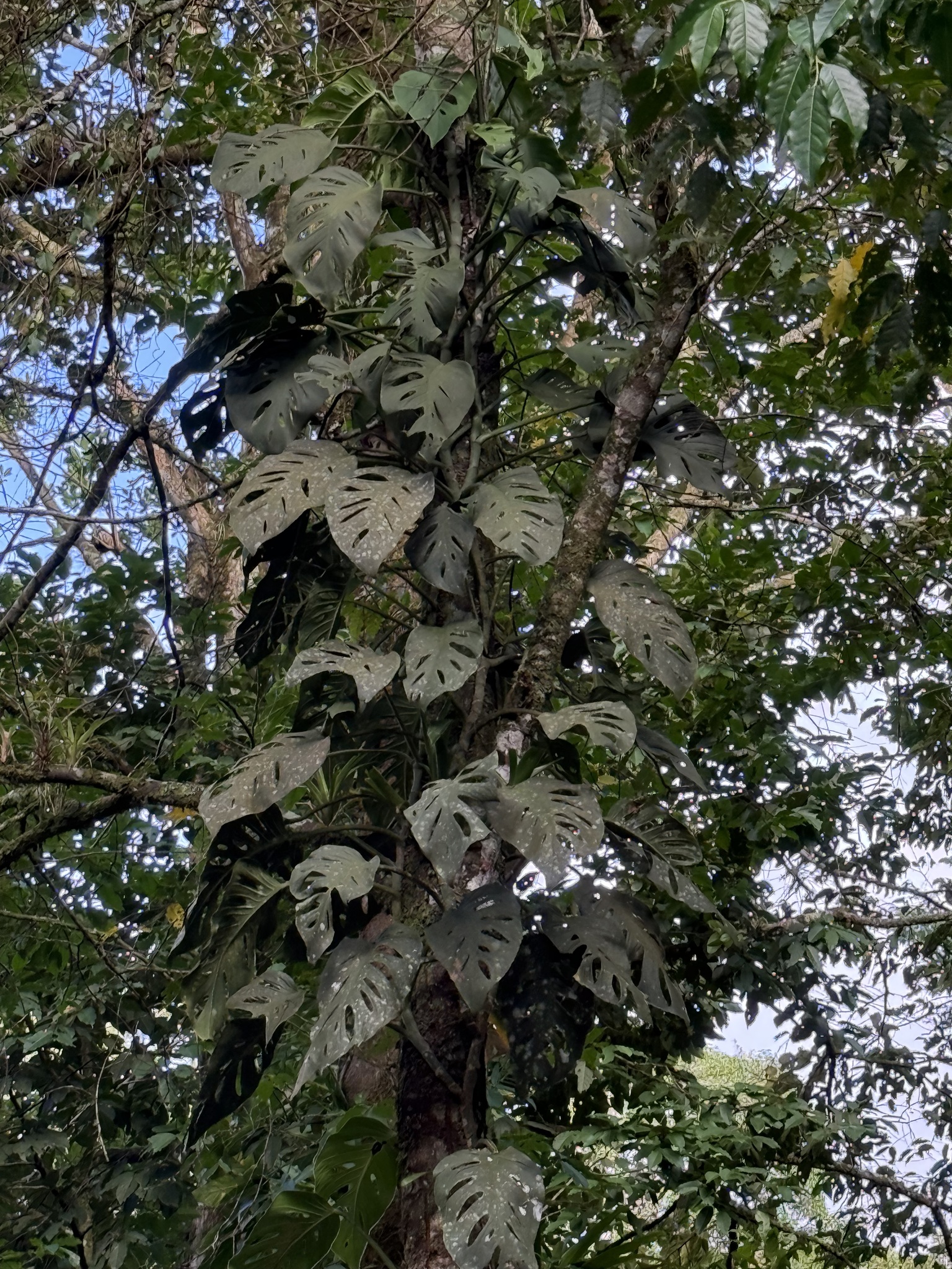 Imagem de Monstera acuminata