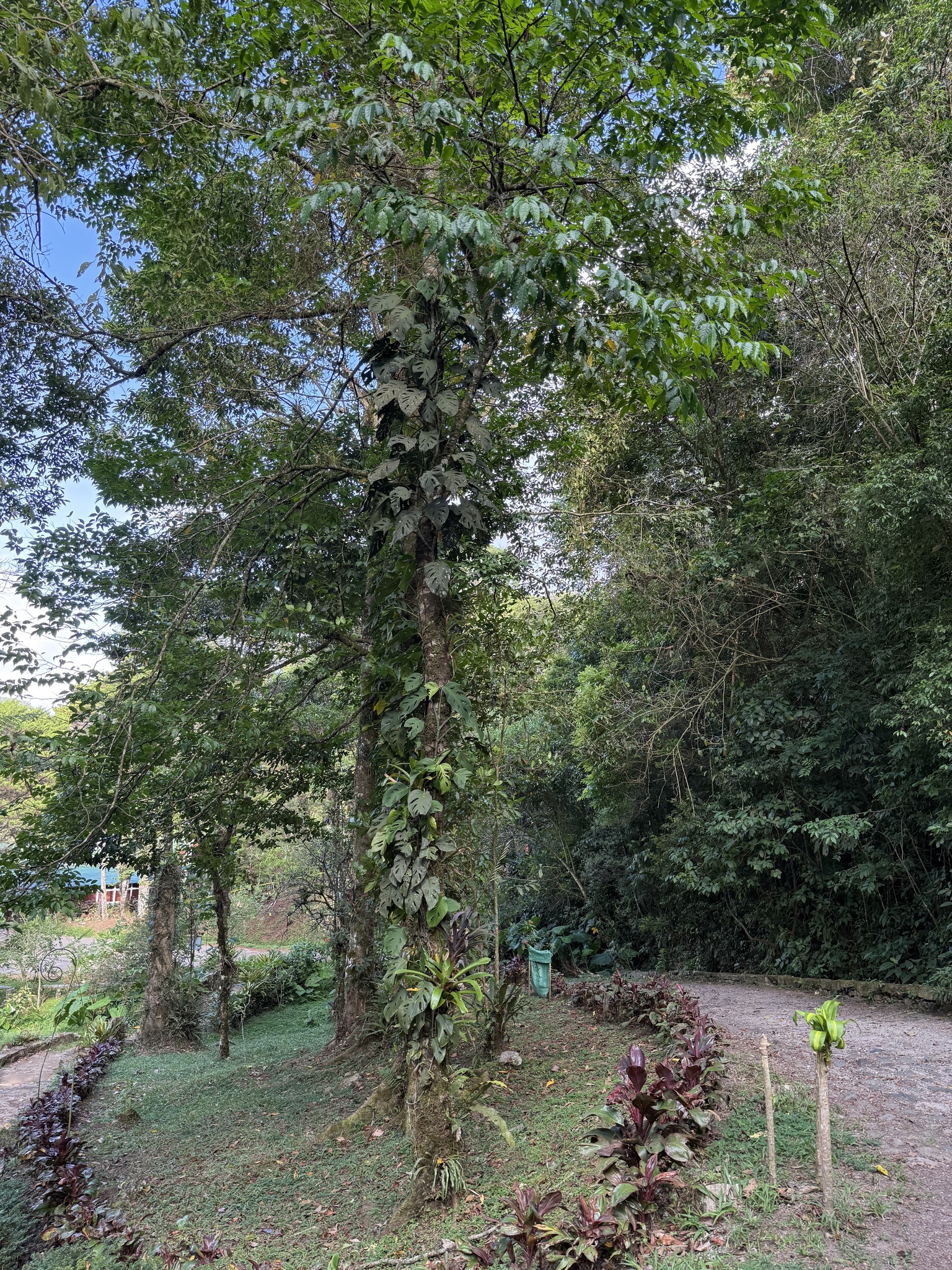 Imagem de Monstera acuminata