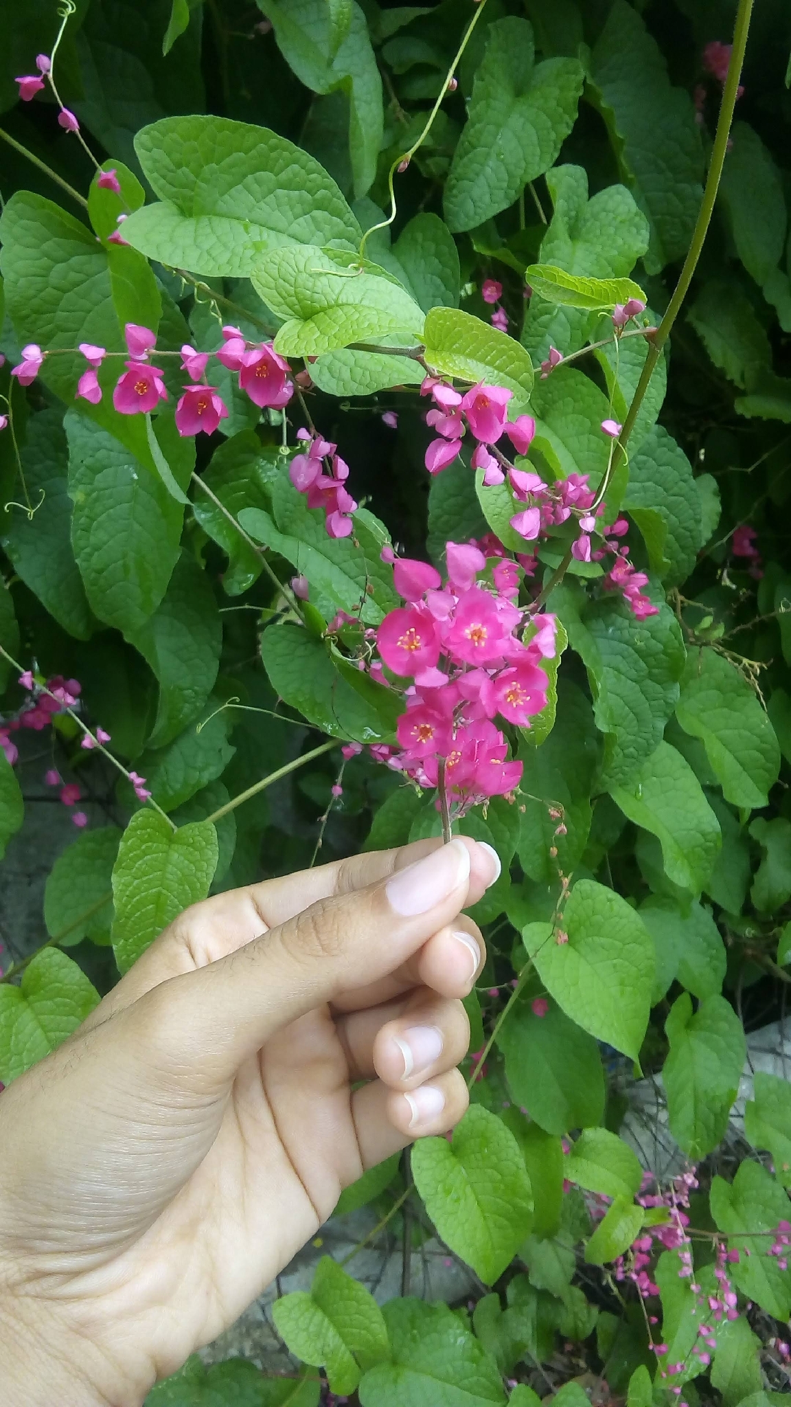 Antigonon leptopus
